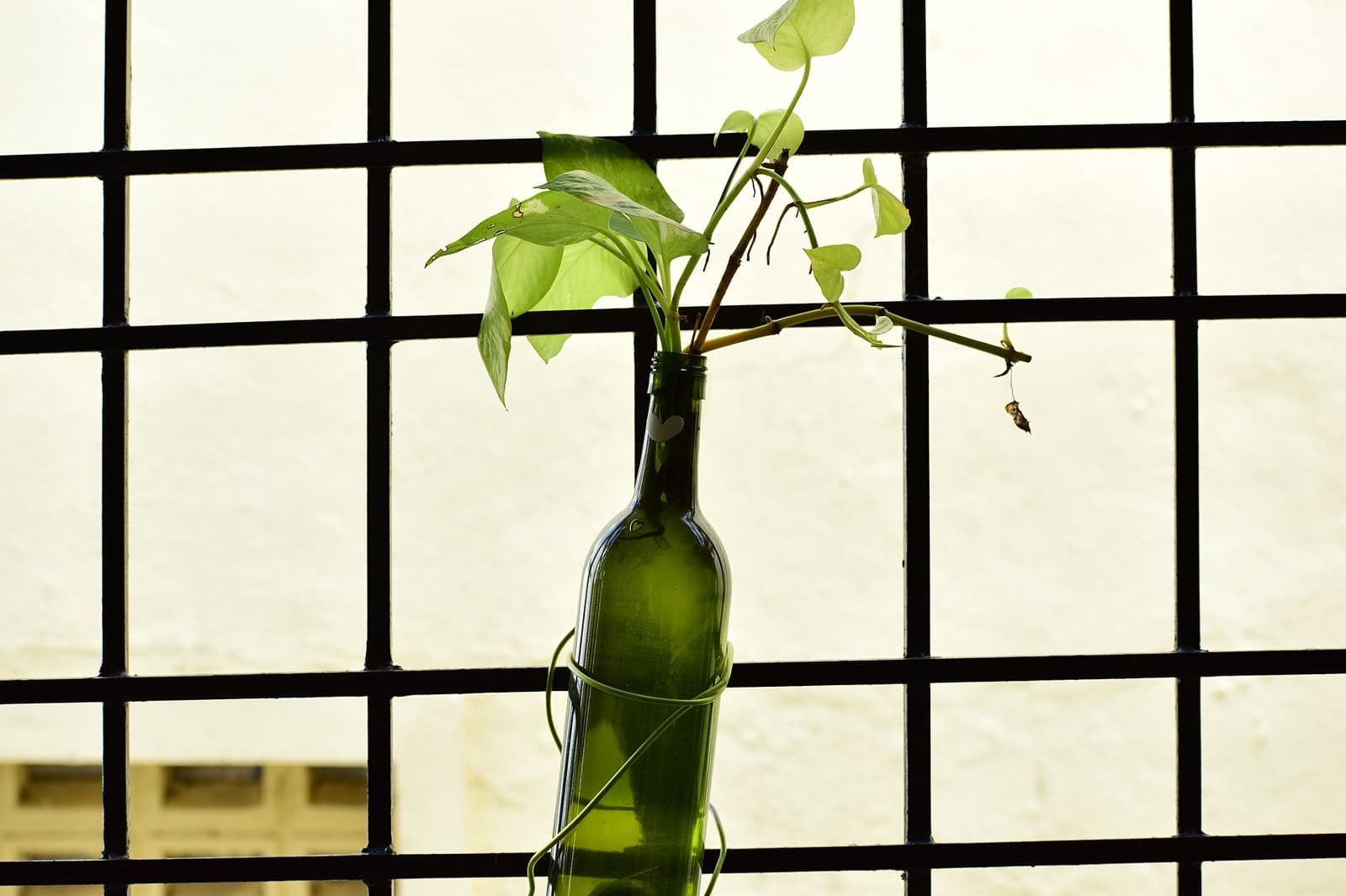 A green money plant growing from a glass bottle by a window